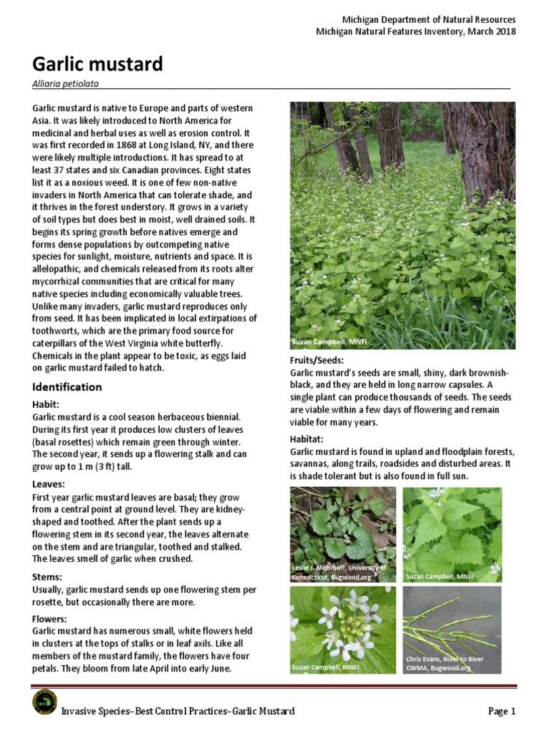 BCPs Garlic Mustard PDF Herbicide Seed