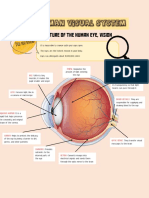 Structure and functions of the human eye