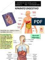 Aparato Digestivo