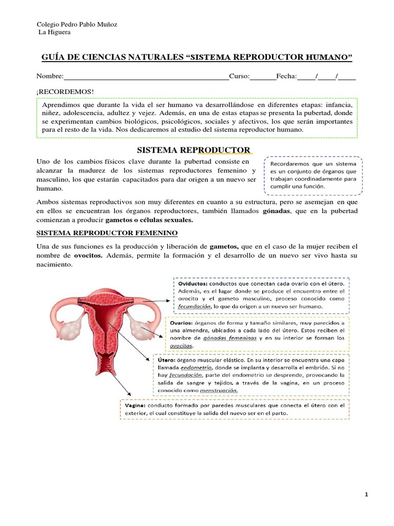 Aparato reproductor femenino (para Padres) - Nemours KidsHealth