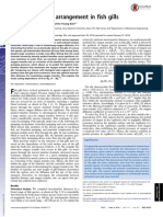 Optimal Lamellar Arrangement in Fish Gills: W W W B