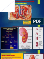 CURSO BASICO DE ECOGRAFIA INTEGRAL. GMM. TRACTO URINARIO