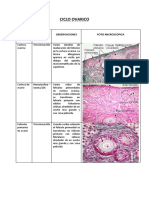 CICLO OVARICO Informe Microscopio