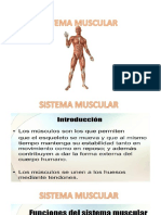 Sistema Muscular