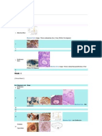 Menstrual Cycle Development Week -2 to Week 7