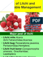 Pest of Litchi