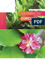 Manual de Siembra Curcuma