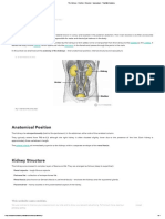 The Kidneys - Position - Structure - Vasculature - TeachMeAnatomy