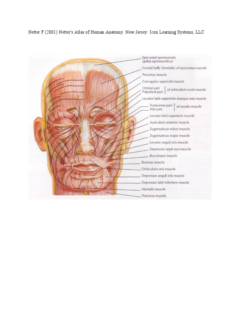 Facial Muscles Handout 2011 | PDF | Computers