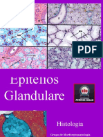 Clase 2. Epitelios 2 (glándulas)