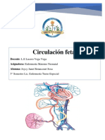 Circulacion Fetal 1