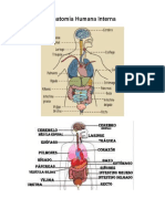 Anatomia Humana