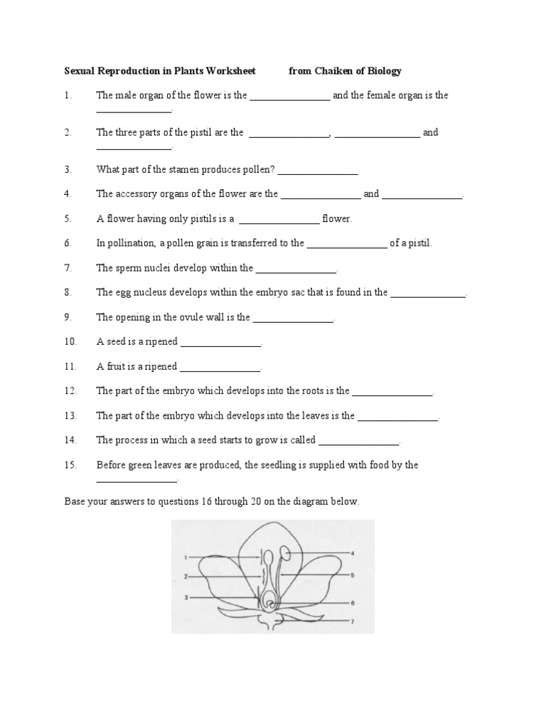Plant Flower And Seed Worksheet Seed Fertilisation