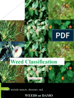 Weeds Presentation