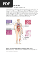 Features of The Muscular System