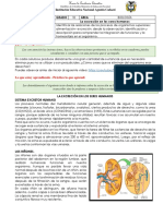 La excreción en los seres humanos: sistema excretor y formación de orina