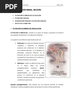 TEMA II. FUNCIÓN RENAL. MICCIÓN