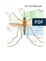 Nyamuk Aedes Aegypti