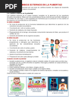 Cambios Físicos y Emocionales en La Pubertad | PDF | Pubertad | Testículo