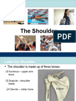 Shoulder - Functional Anatomy