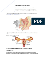 Aparato Reproductor