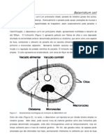 Balantidium Coli
