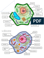 celula animal y vegetal