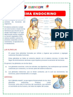 Fichas Sistema Endocrino