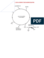 CICLO DE LOS ACIDOS TRICARBOXILICOSe