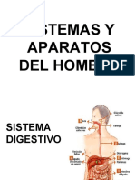 Sistemas Del Hombre