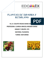 Plantas de sombra, sol y resolana