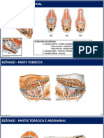 Aparelho Digestivo (Aula) - 2ª Parte