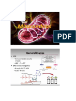 Mitocondria