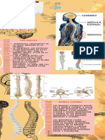 Infografia de La Columna Vertebral