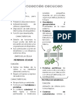 Organización celular: membrana, núcleo y organelas