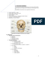 Formación del viscerocráneo