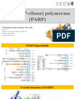 Poly (ADP-ribose) Polymerase (PARP) : Molecular Biology