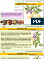 FT Papa Solanum Tuberosum