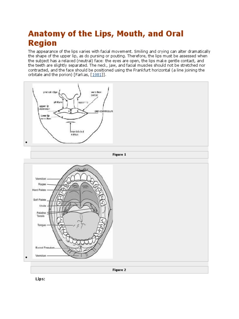 Anatomy of The Lips PDF Lip Human Anatomy