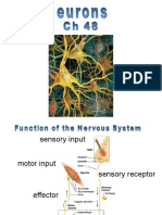 Structure and Function of Neurons