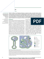 Cirrhosis 2008. LANCET