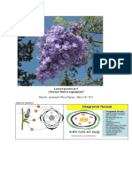 Luc. Pr. 3 Structura Florii