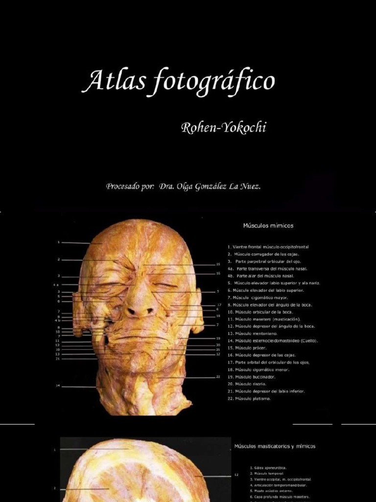 Atlas Yokochi | PDF