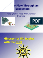 Energy Flow Through An Ecosystem: Food Chains, Food Webs, Energy Pyramids