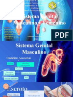 Sistema Genital Masculino y Femenino