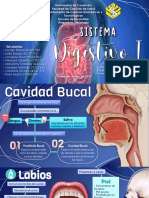 Sistema Digestivo I