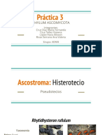 Ascoma Histeritecio - Ascomycota