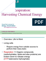 2.8 9 Cell Respiration Photosynthesis