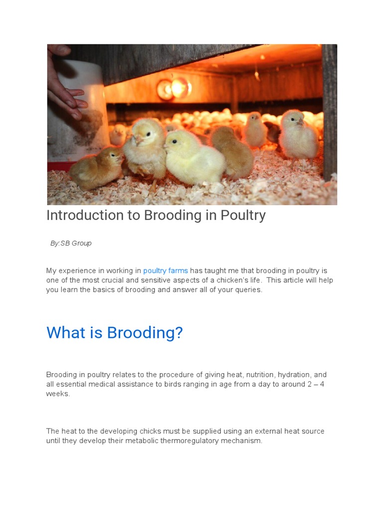 Understanding Poultry Brooding Basics | PDF | Wellness