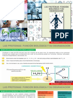 5 Las Proteinas Funciones Biologias y Su Degradación